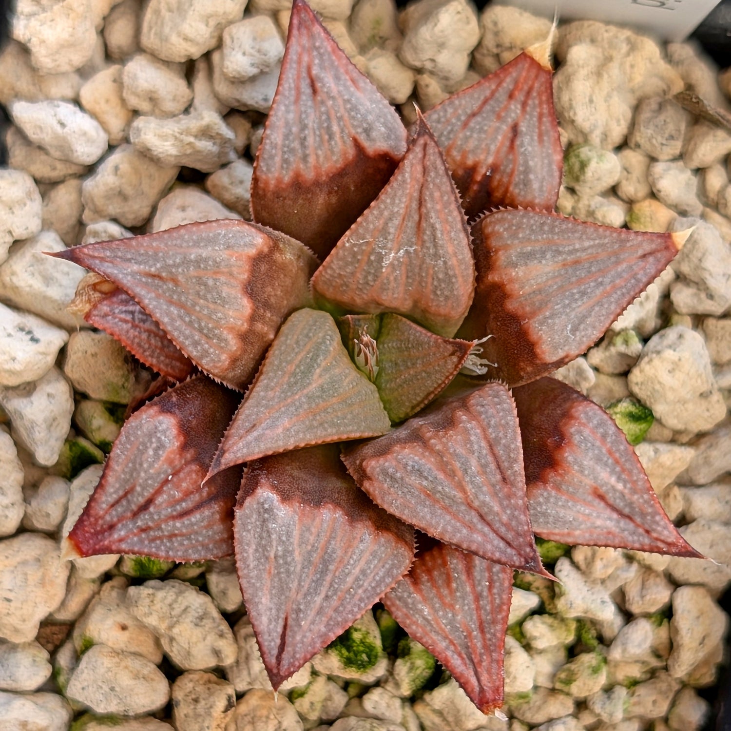 Haworthia  hybrid series PP516 #31