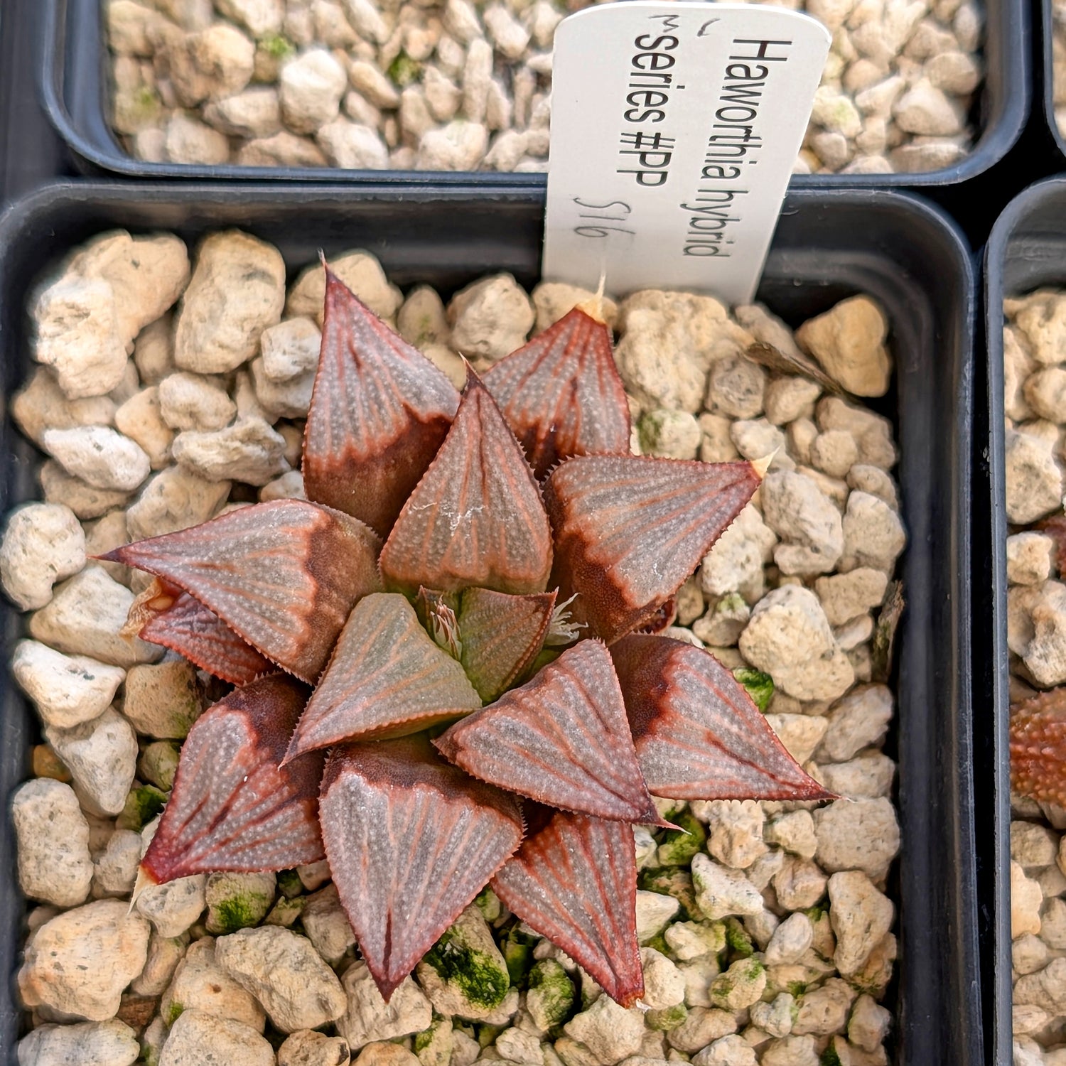 Haworthia  hybrid series PP516 #31