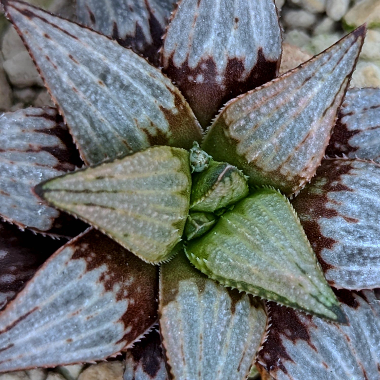 Haworthia hybrid series PP516 #f