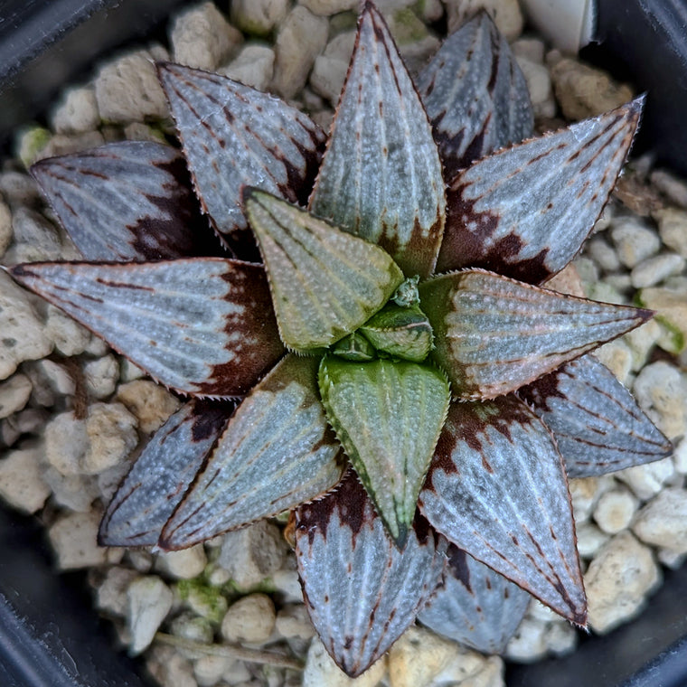 Haworthia hybrid series PP516 #f