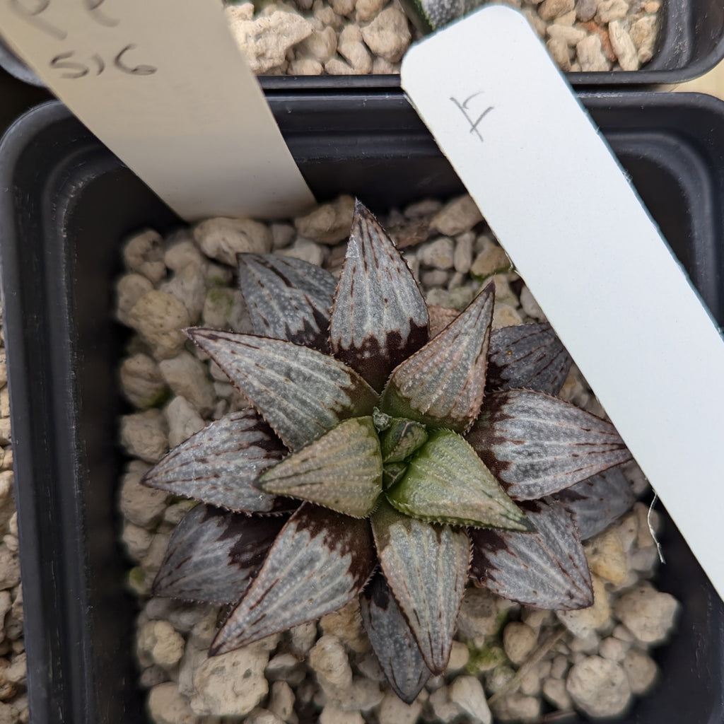 Haworthia hybrid series PP516 #f