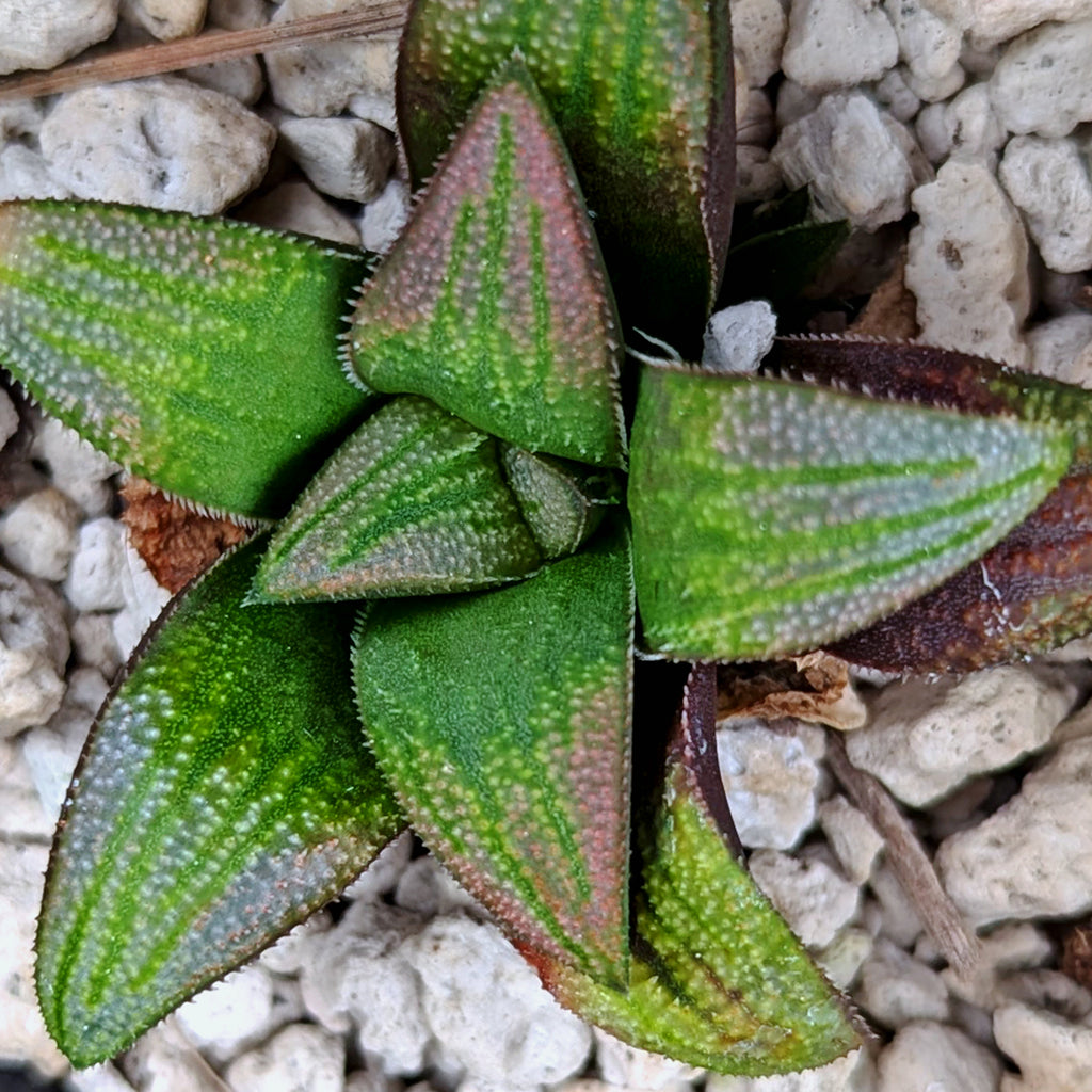 Haworthia hybrid series PP518 #g