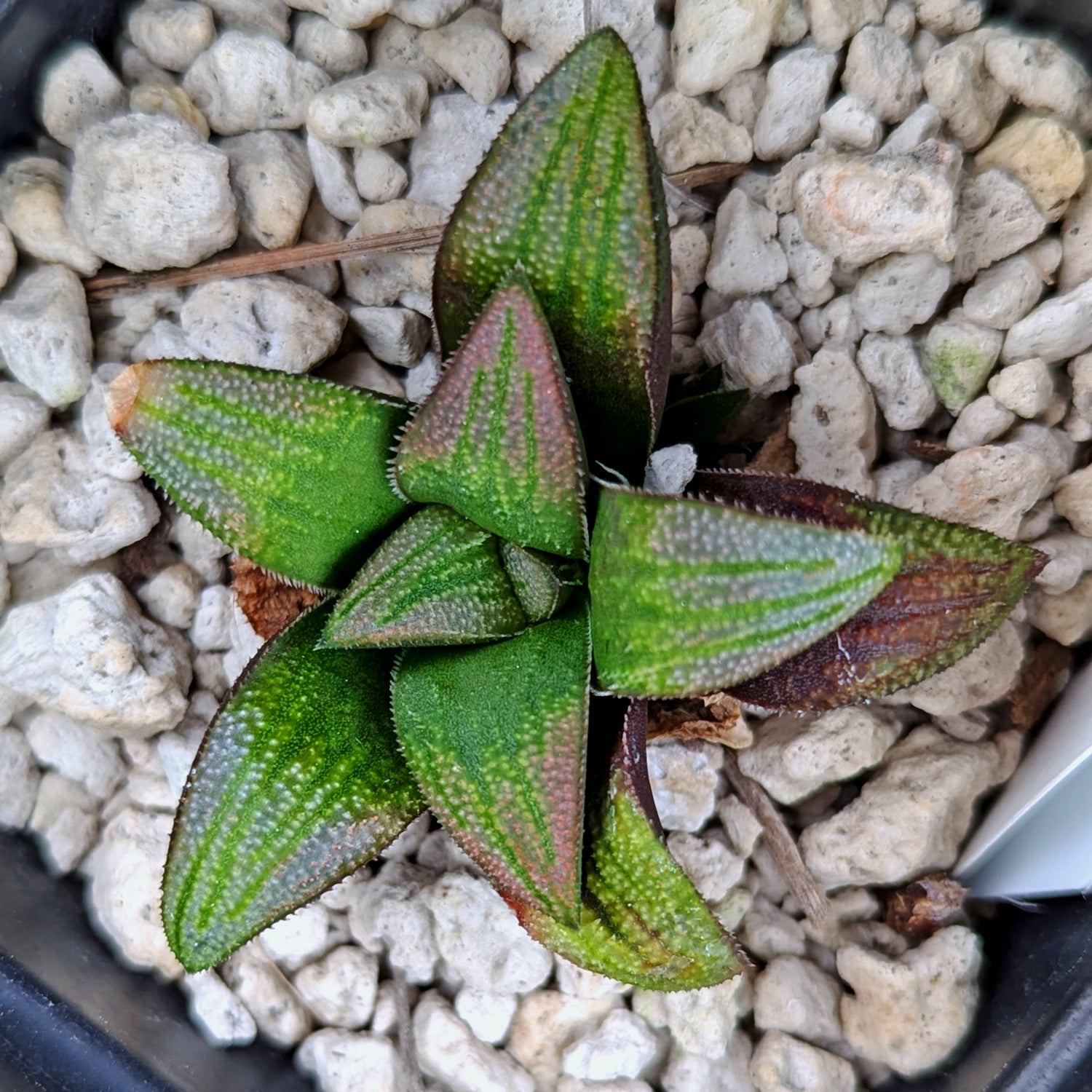 Haworthia hybrid series PP518 #g