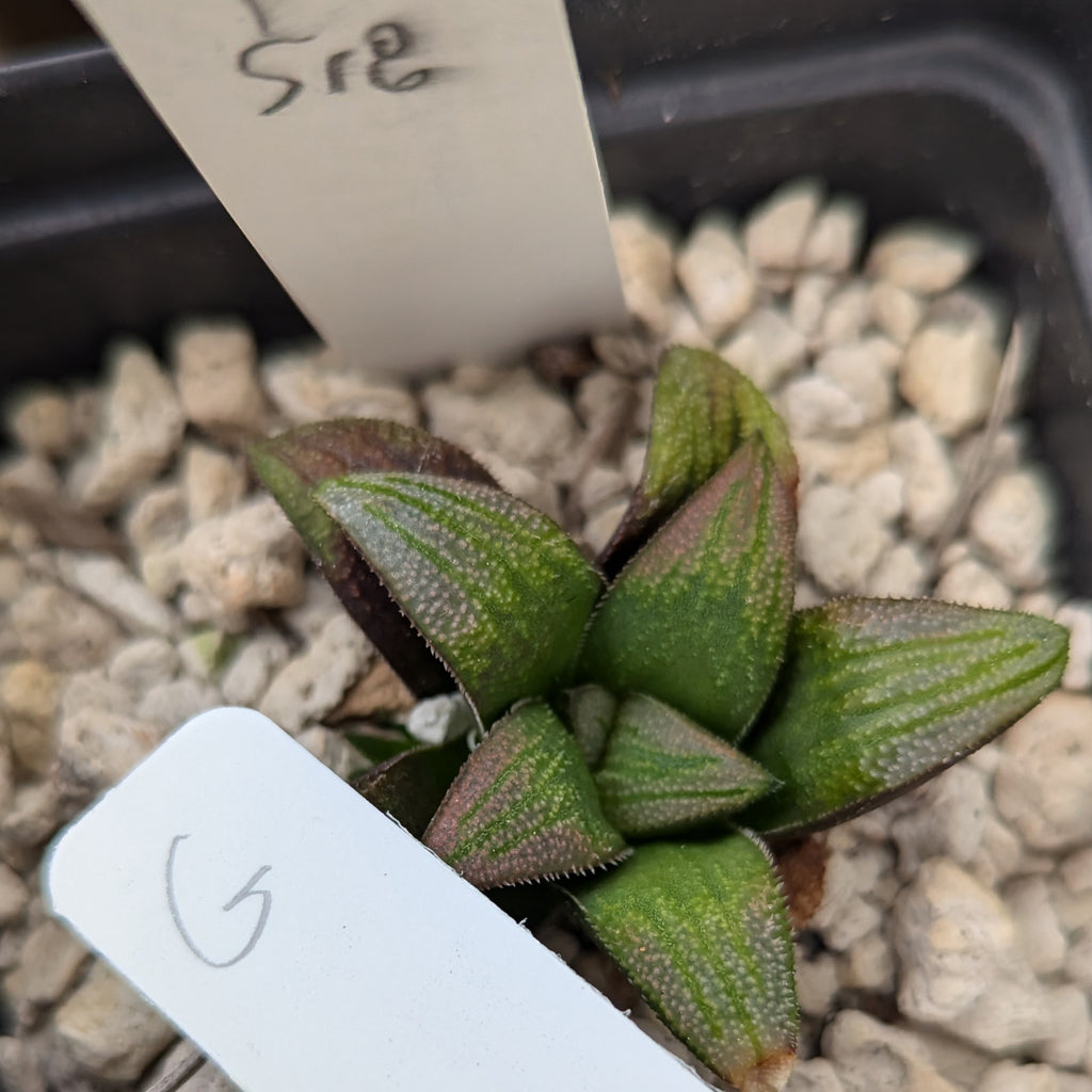 Haworthia hybrid series PP518 #g