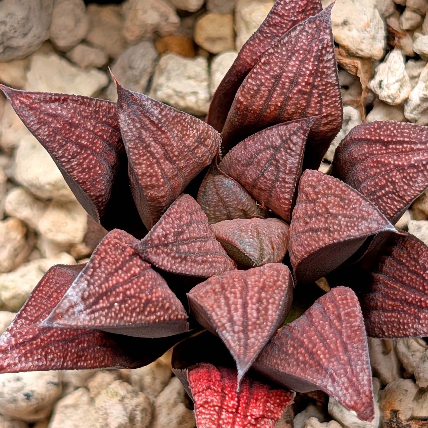 Haworthia hybrid series PP520 #1
