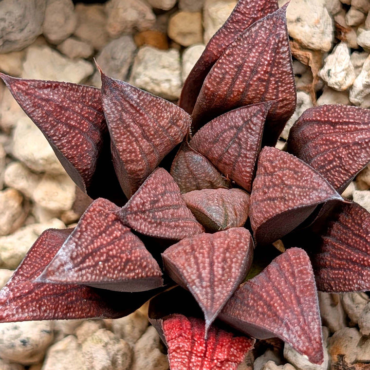 Haworthia hybrid series PP520 #1