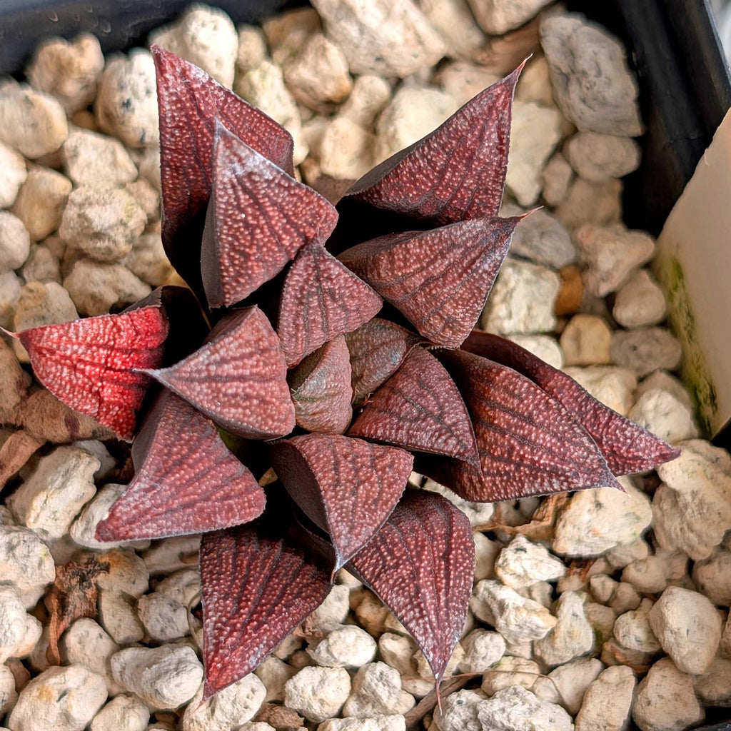 Haworthia hybrid series PP520 #1