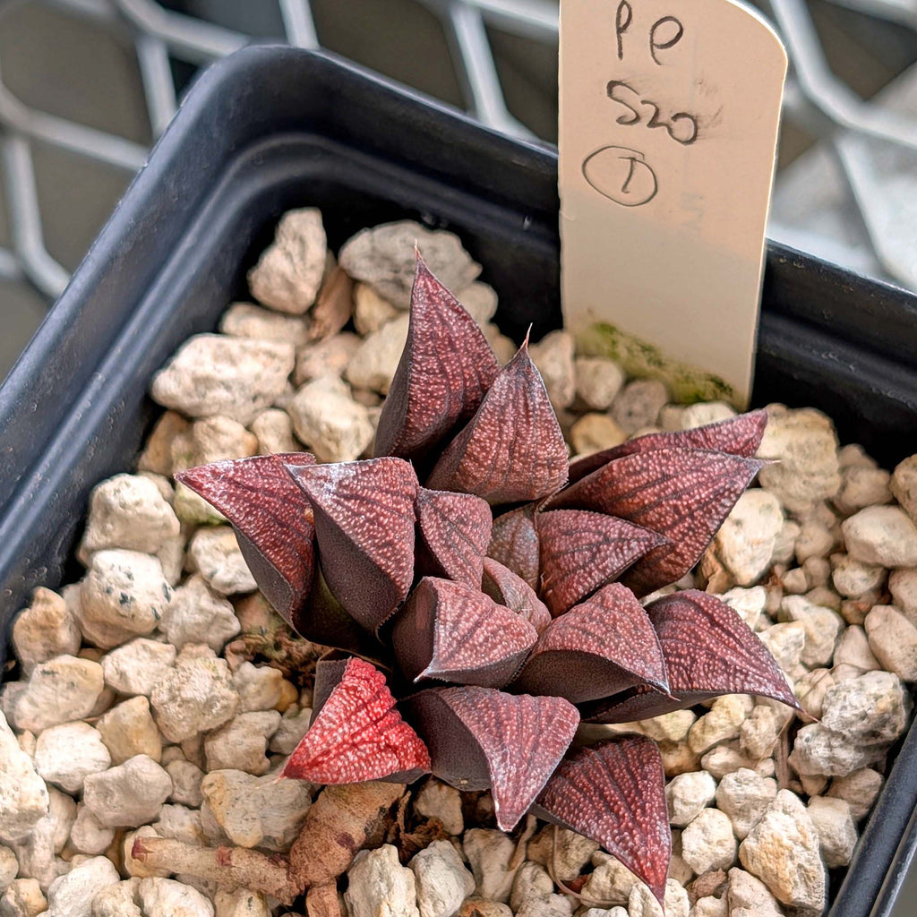 Haworthia hybrid series PP520 #1