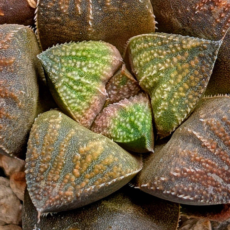 Haworthia hybrid series PP520 #3