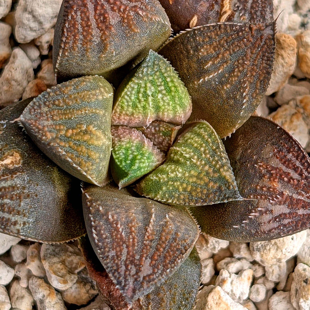 Haworthia hybrid series PP520 #3