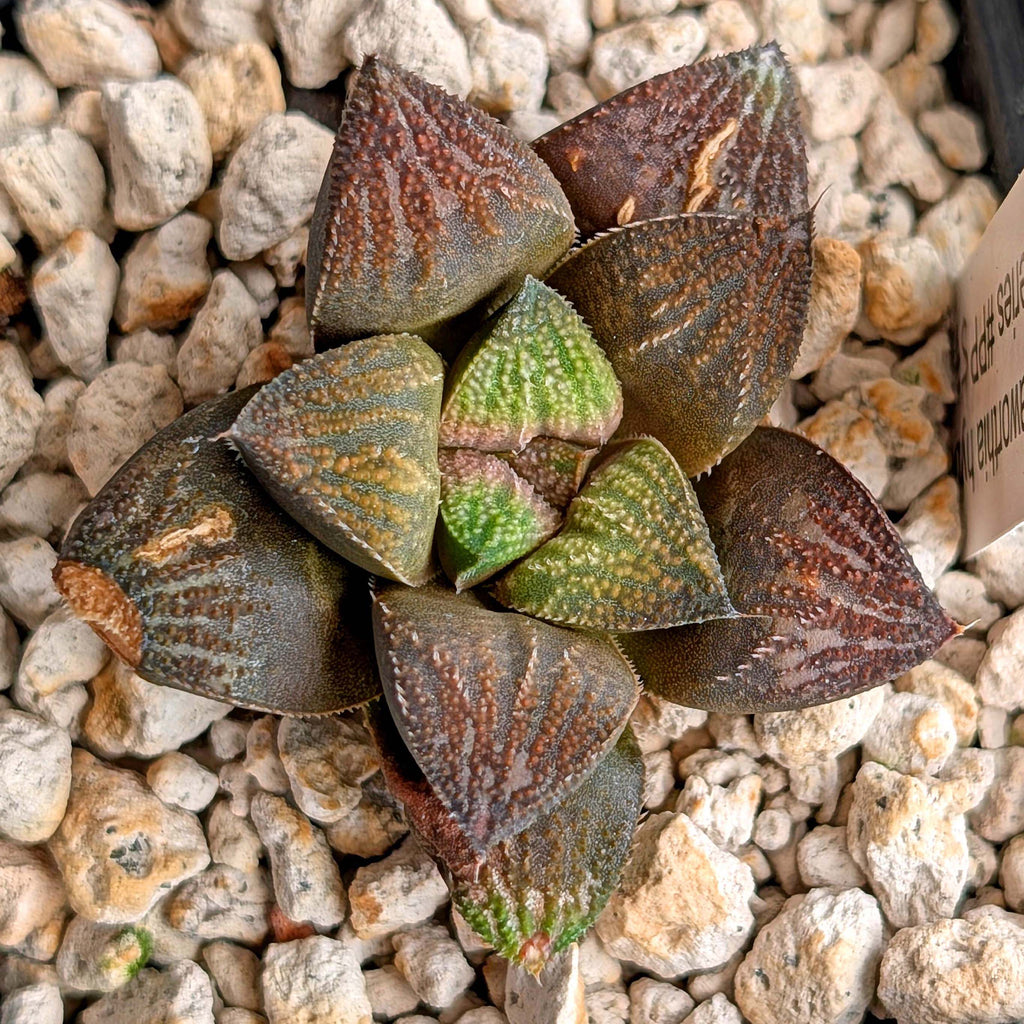 Haworthia hybrid series PP520 #3