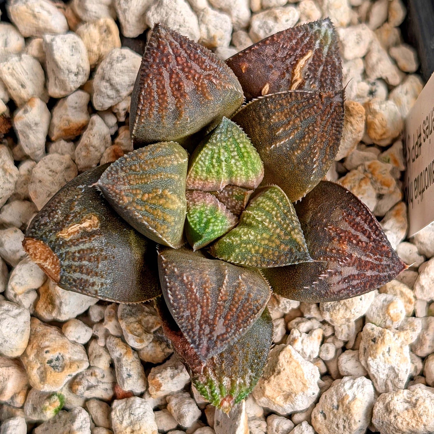 Haworthia hybrid series PP520 #3