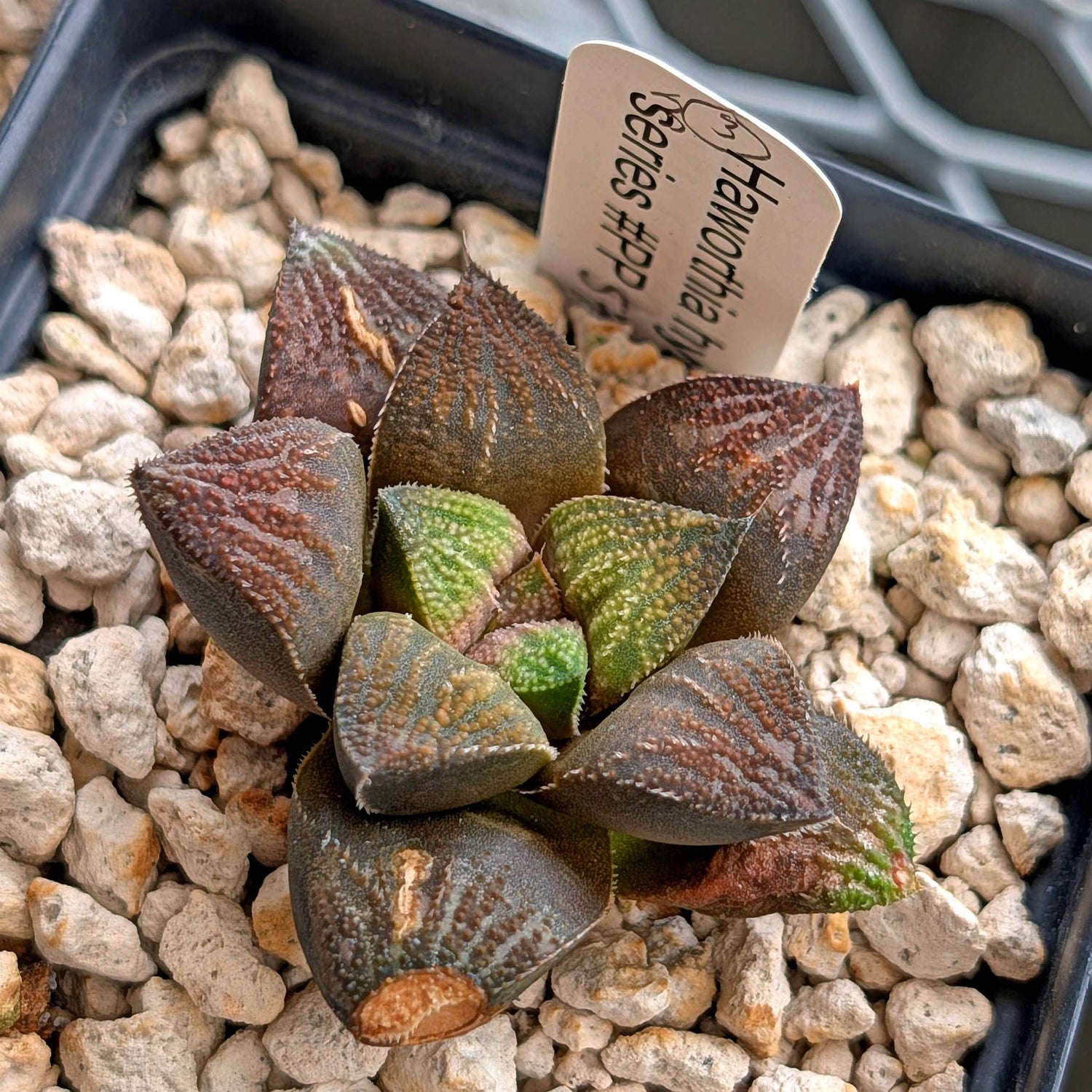 Haworthia hybrid series PP520 #3