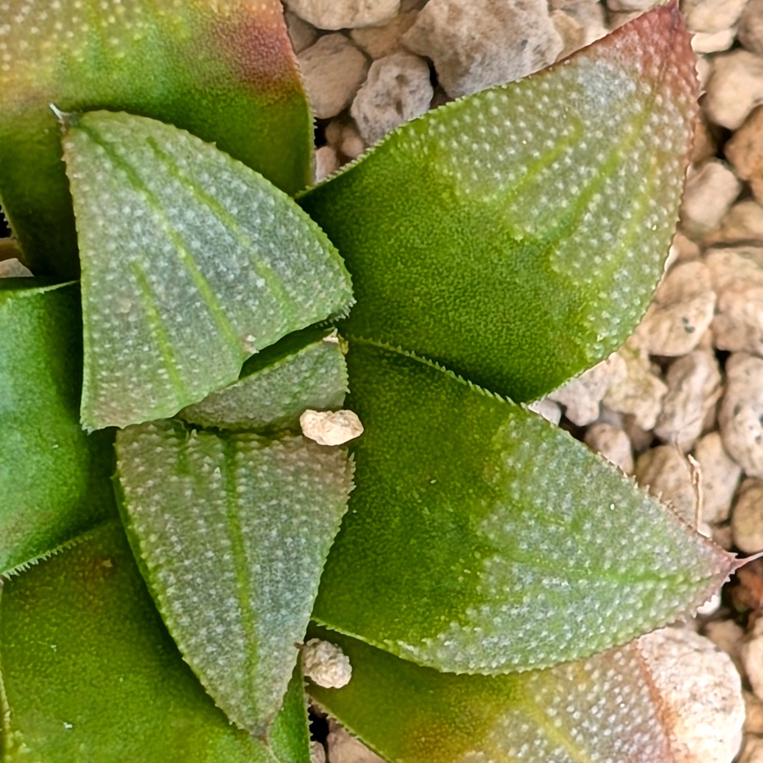 Haworthia hybrid series PP520 #43