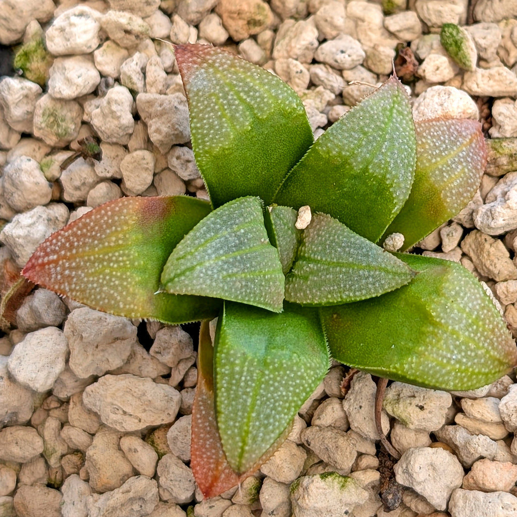 Haworthia hybrid series PP520 #43