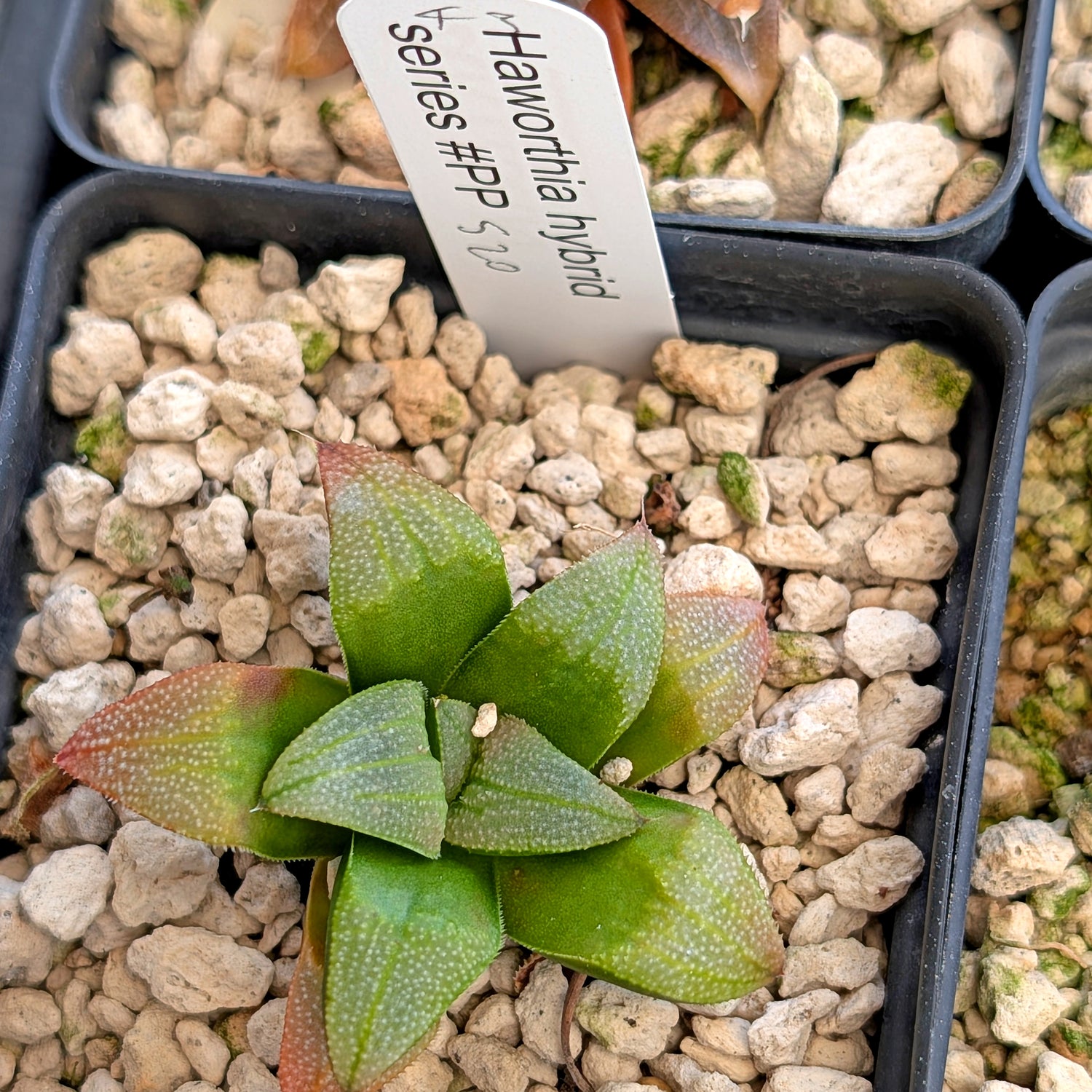 Haworthia hybrid series PP520 #43