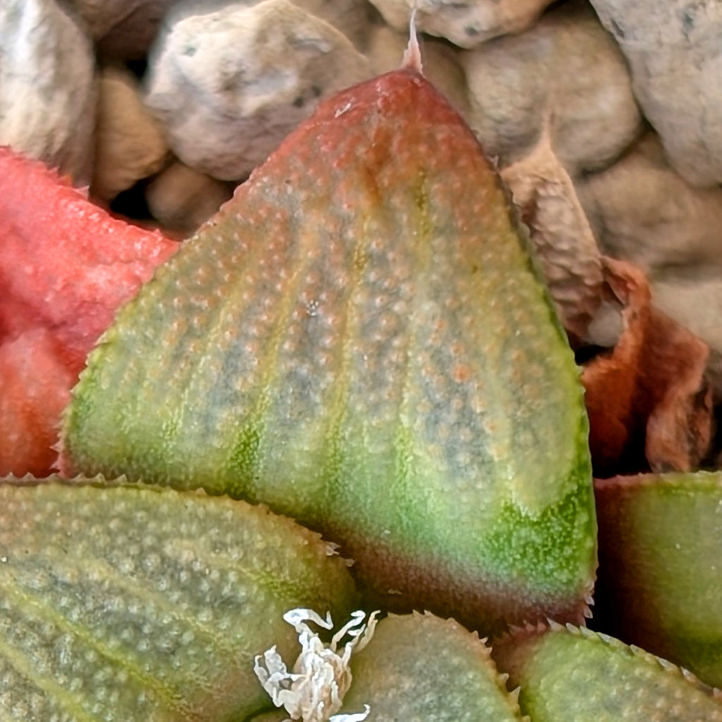 Haworthia hybrid series PP520 #6