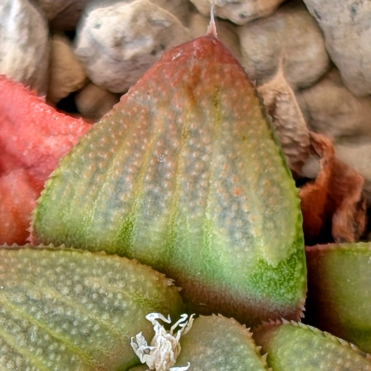 Haworthia hybrid series PP520 #6