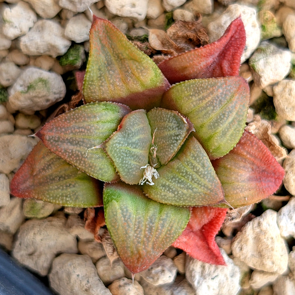 Haworthia hybrid series PP520 #6