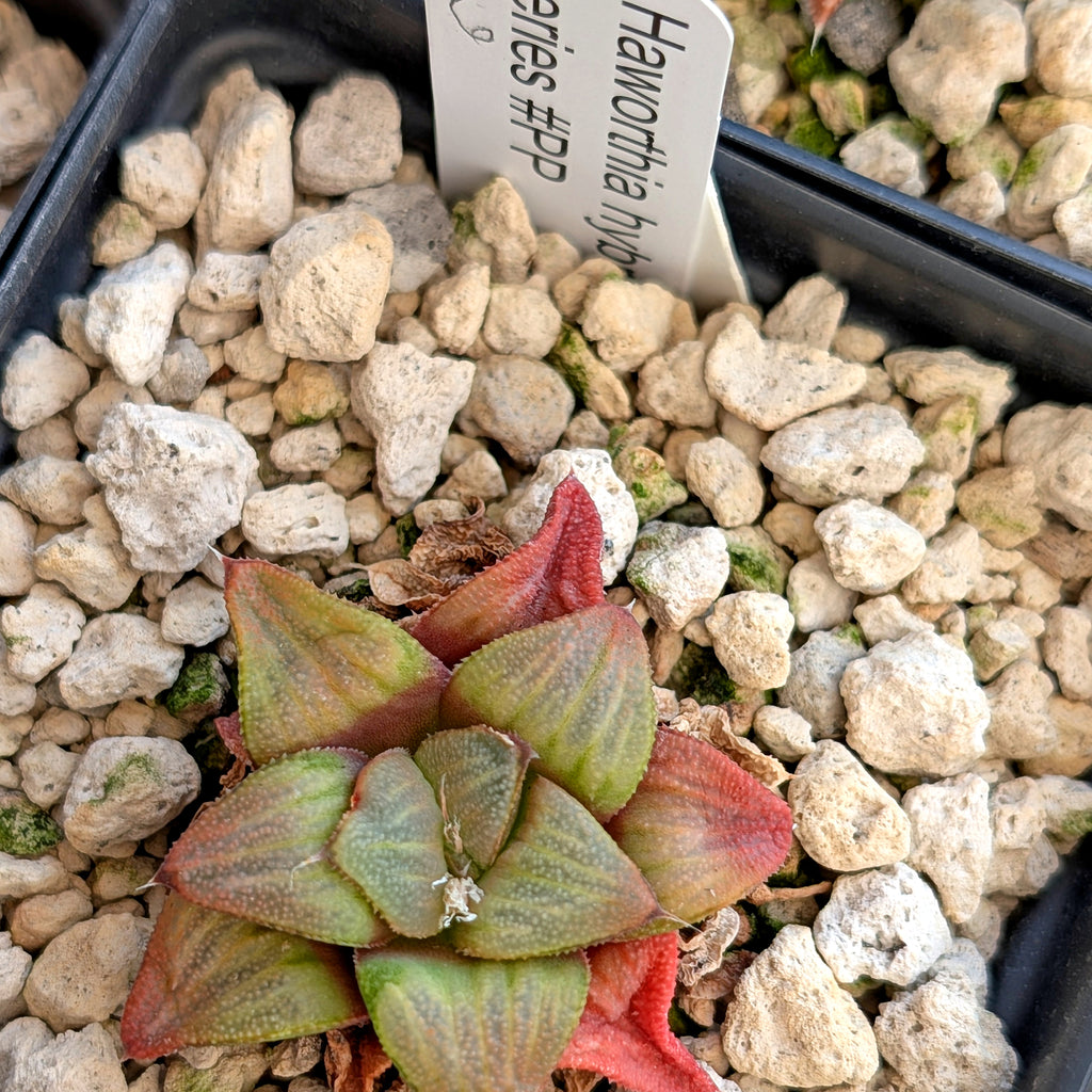 Haworthia hybrid series PP520 #6