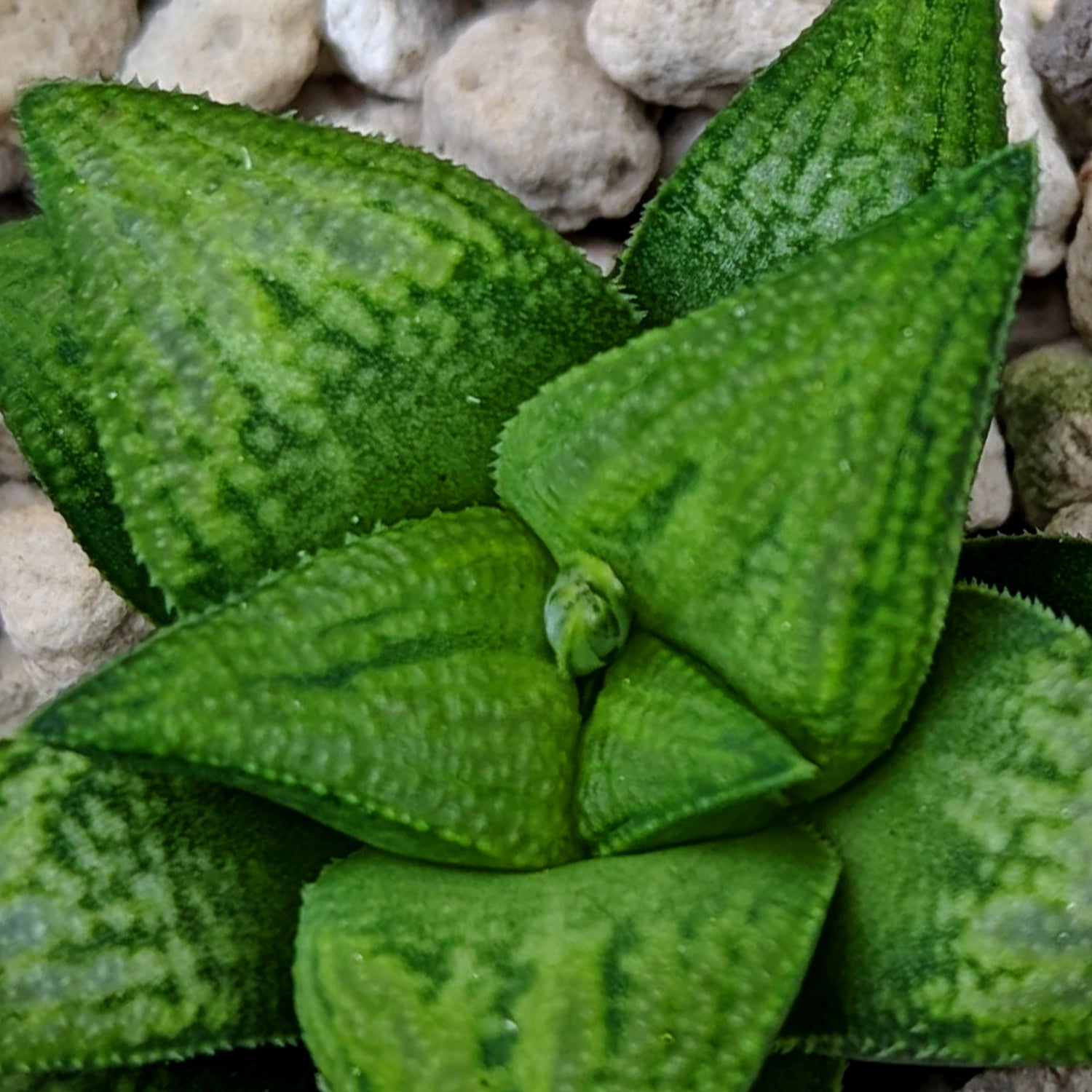 Haworthia  hybrid series PP572 #p