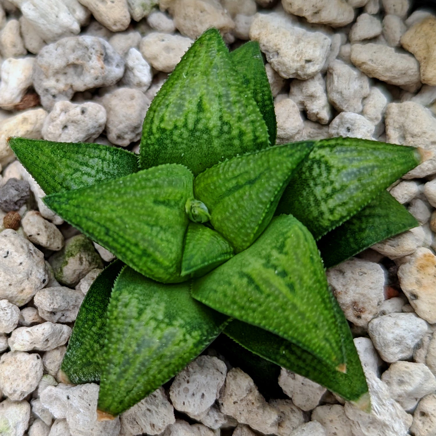 Haworthia  hybrid series PP572 #p