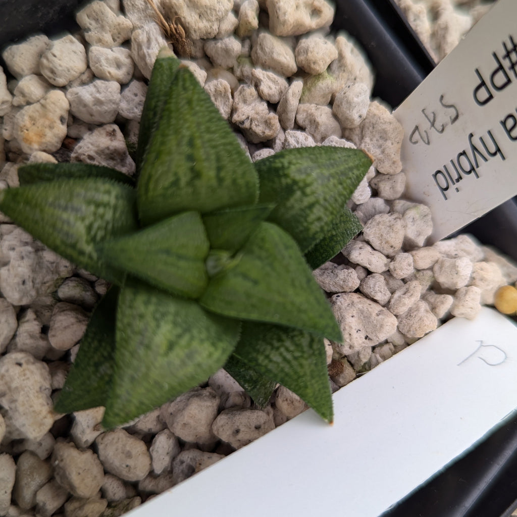 Haworthia  hybrid series PP572 #p