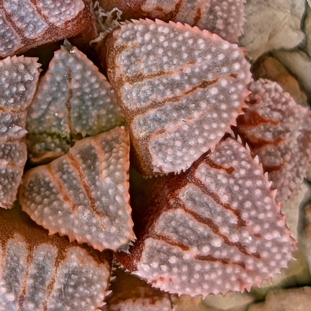 Haworthia hybrid series PP532 #4