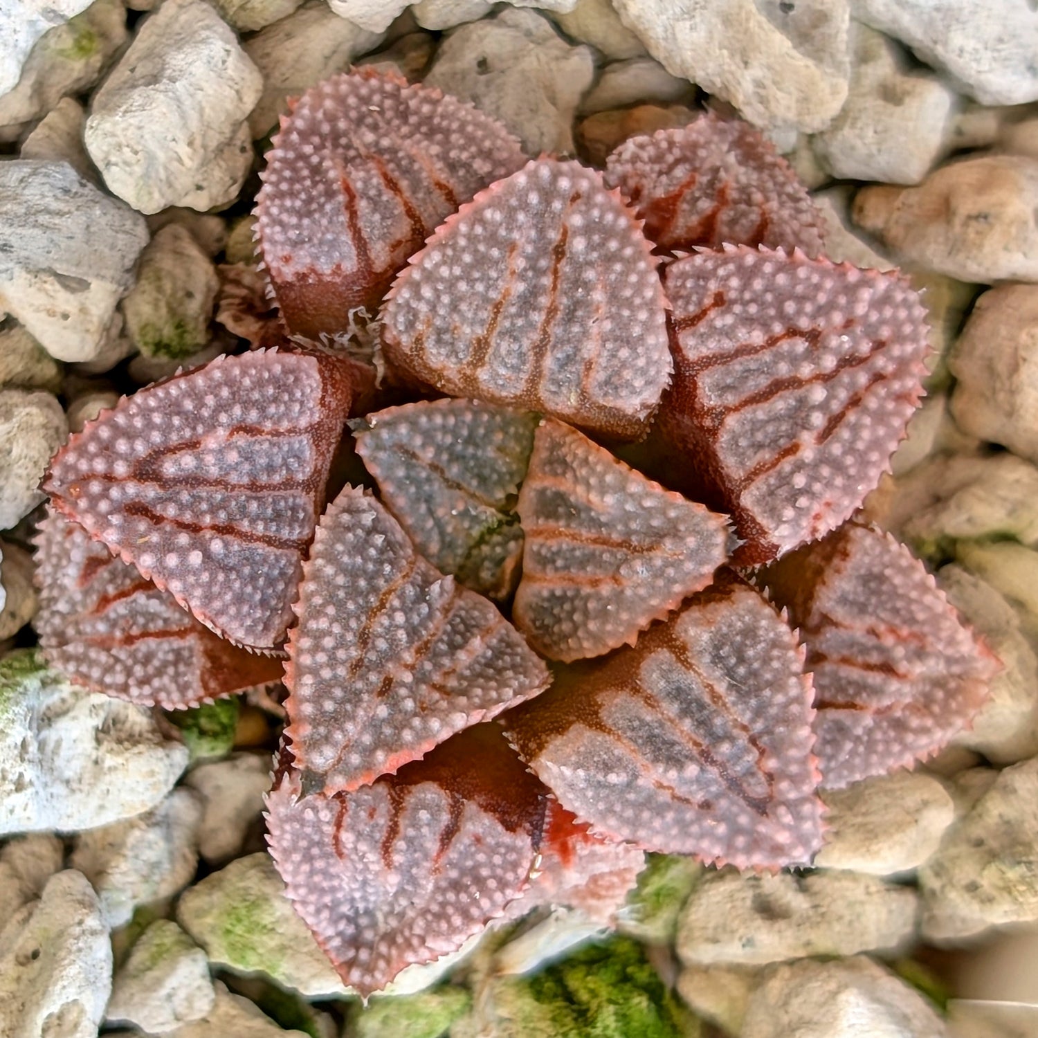 Haworthia hybrid series PP532 #4