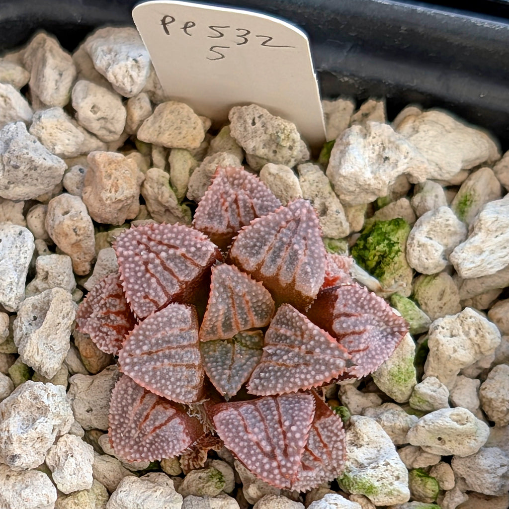 Haworthia hybrid series PP532 #4