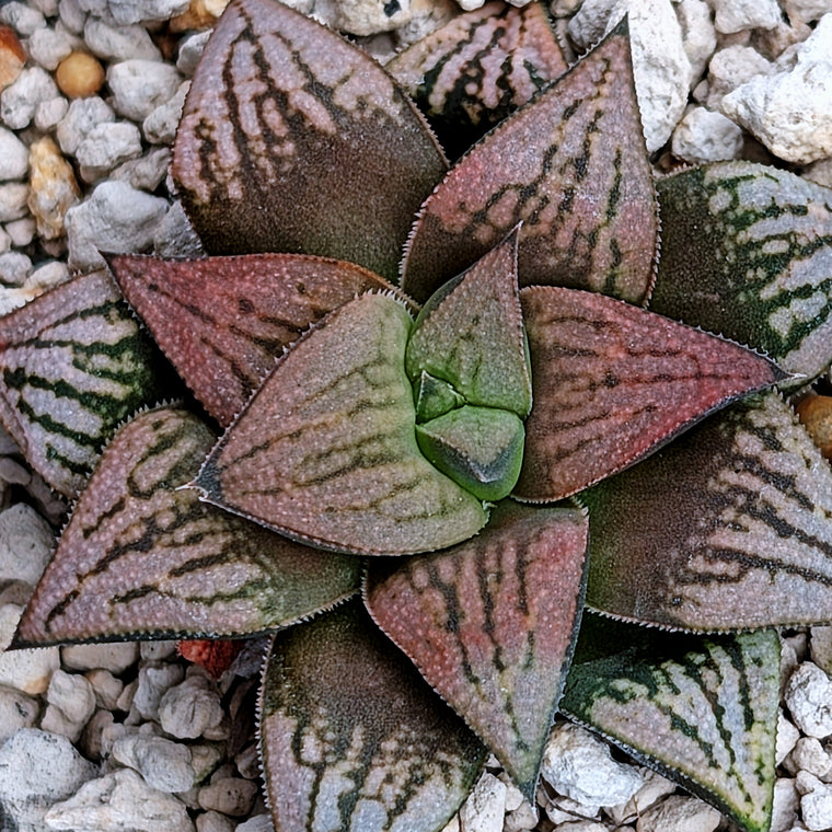Haworthia 