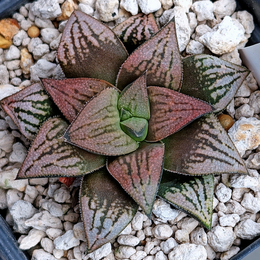 Haworthia "Black Star" hybrid series PP534  #25