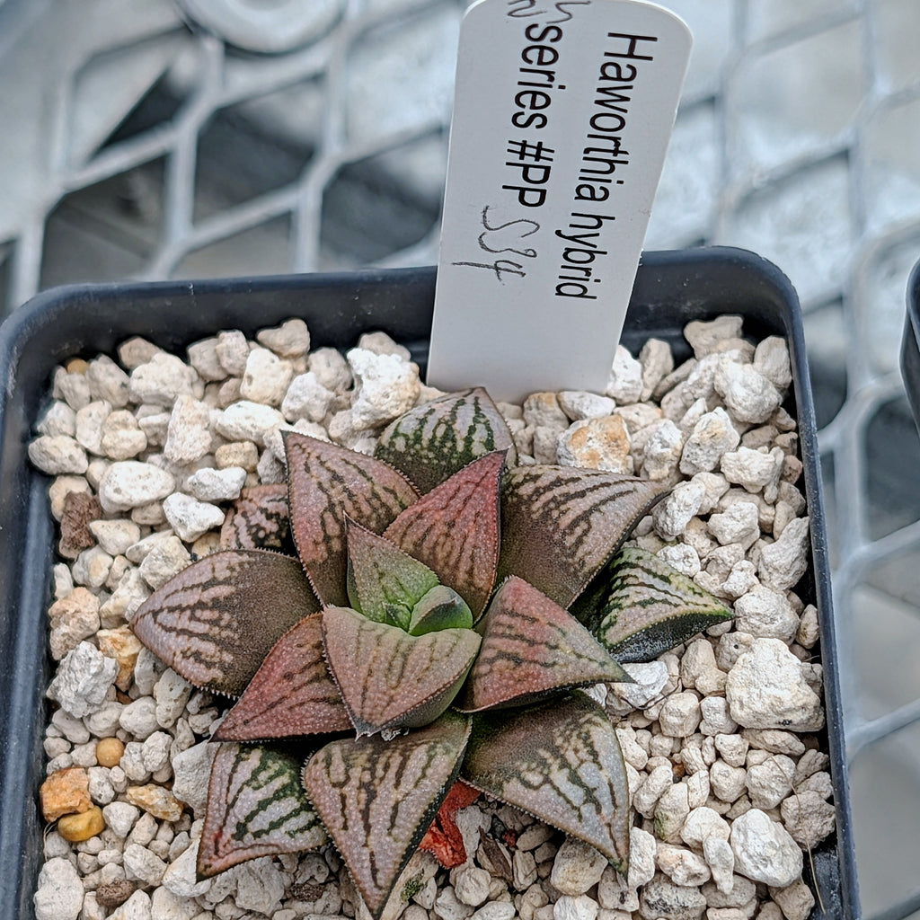 Haworthia "Black Star" hybrid series PP534  #25