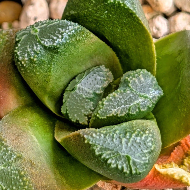 Haworthia hybrid series PP549 #33