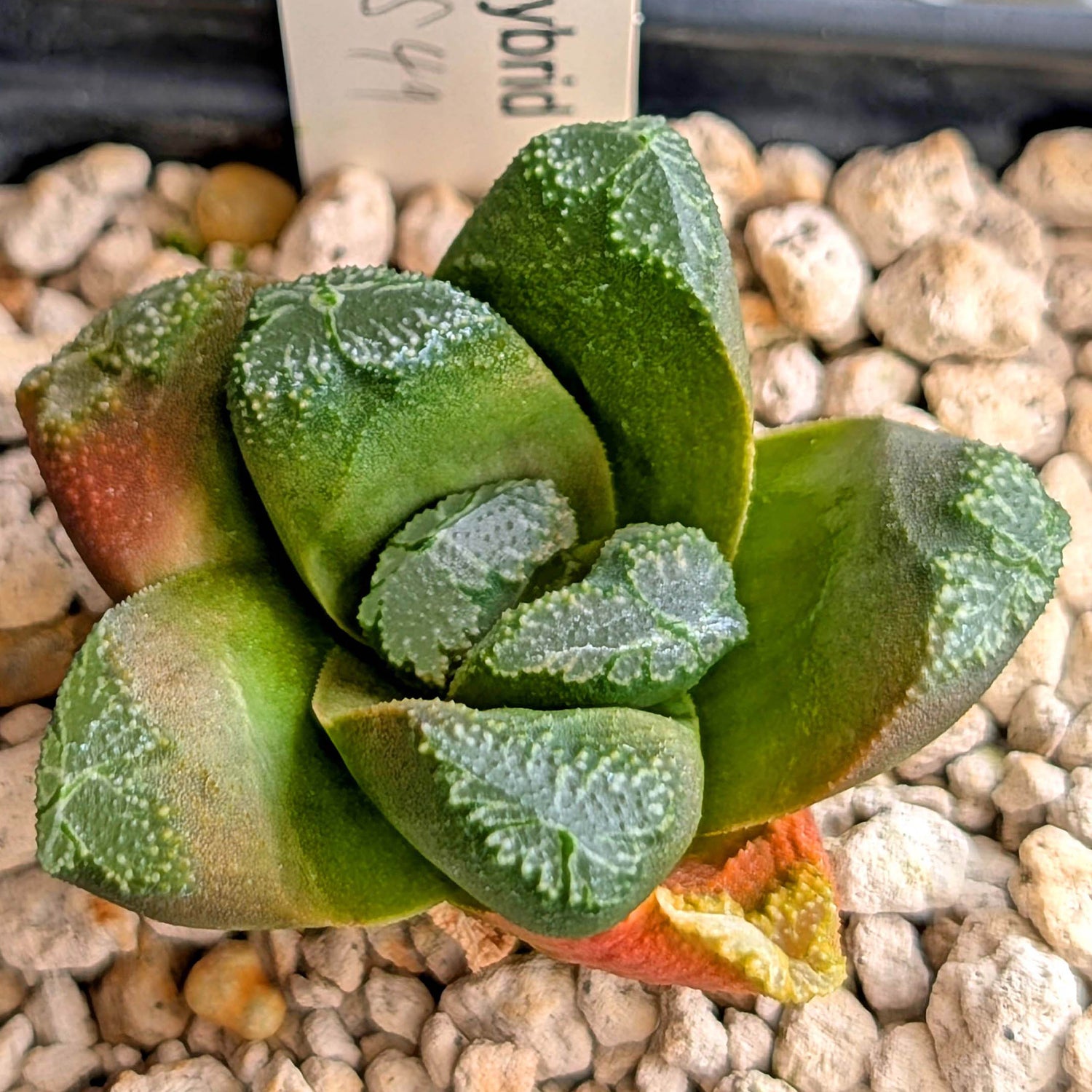 Haworthia hybrid series PP549 #33
