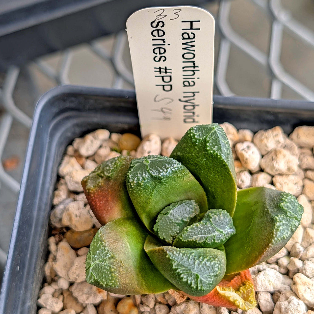 Haworthia hybrid series PP549 #33