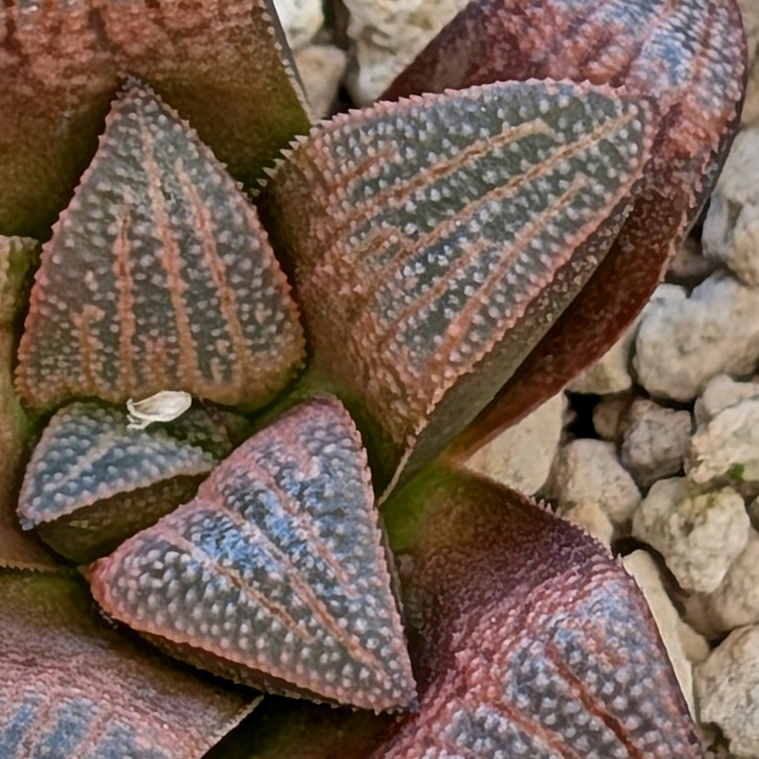 Haworthia  marxii-groenewaldii hybrid series PP556 #8