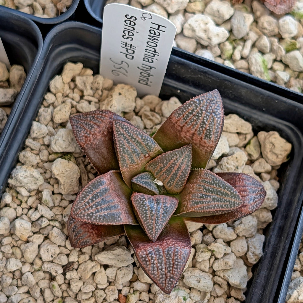 Haworthia  marxii-groenewaldii hybrid series PP556 #8