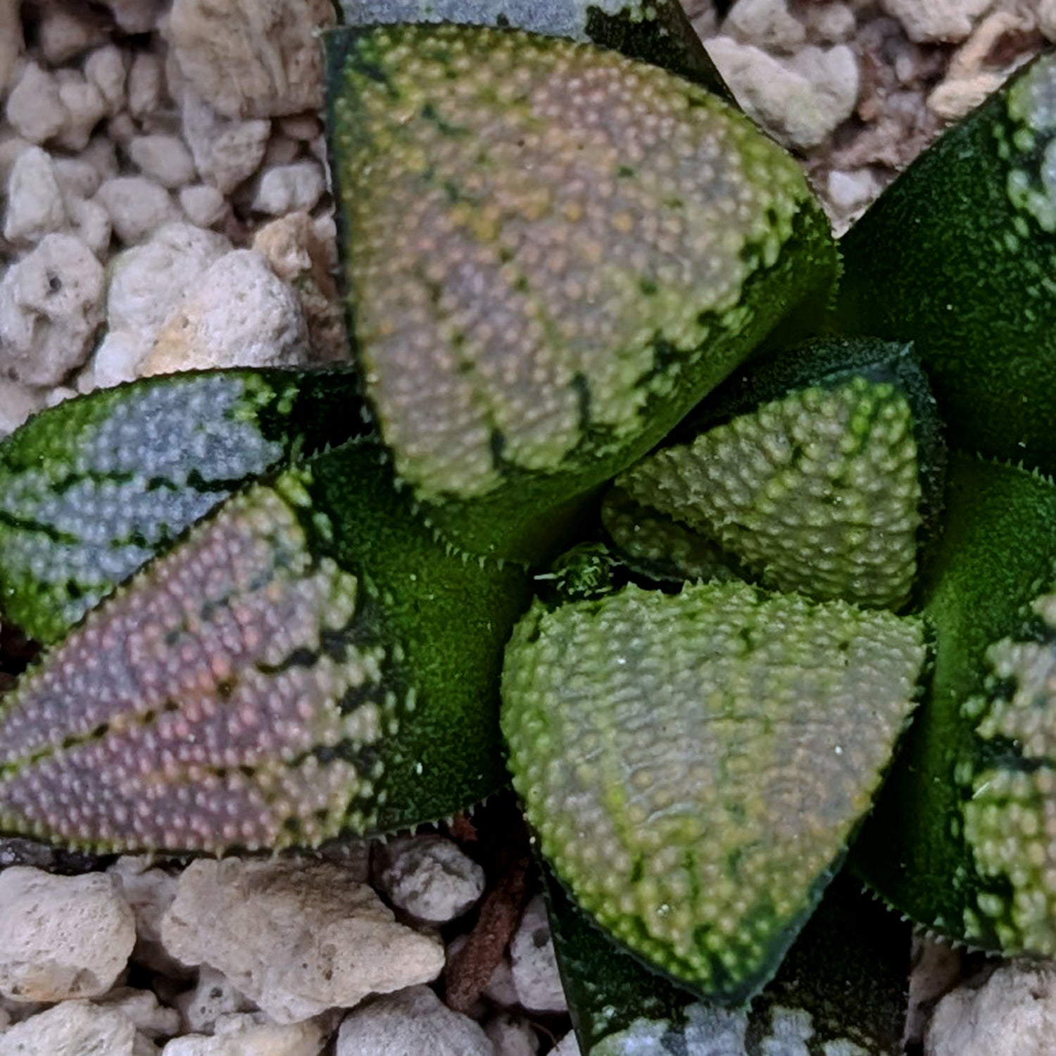 Haworthia  marxii-groenewaldii hybrid series PP556 #L