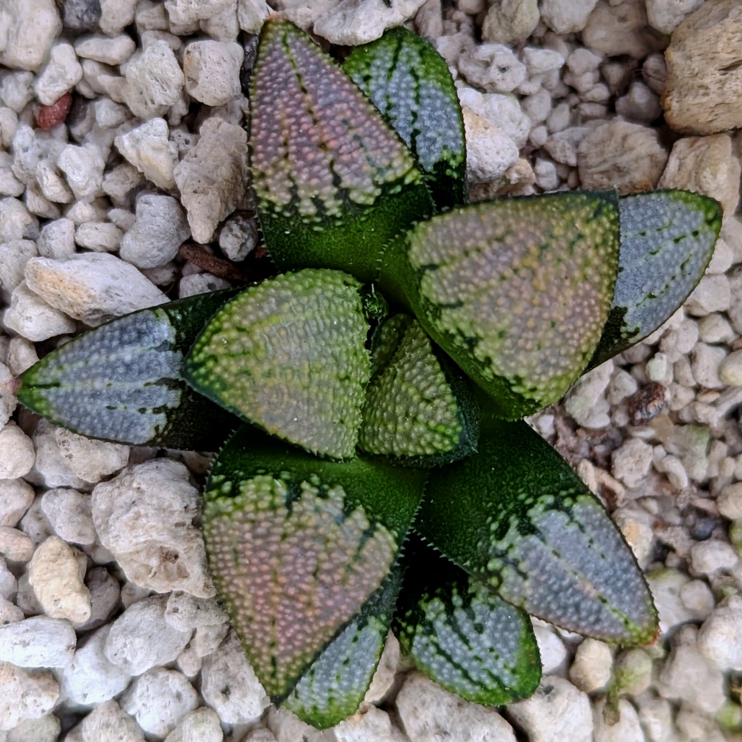 Haworthia  marxii-groenewaldii hybrid series PP556 #L