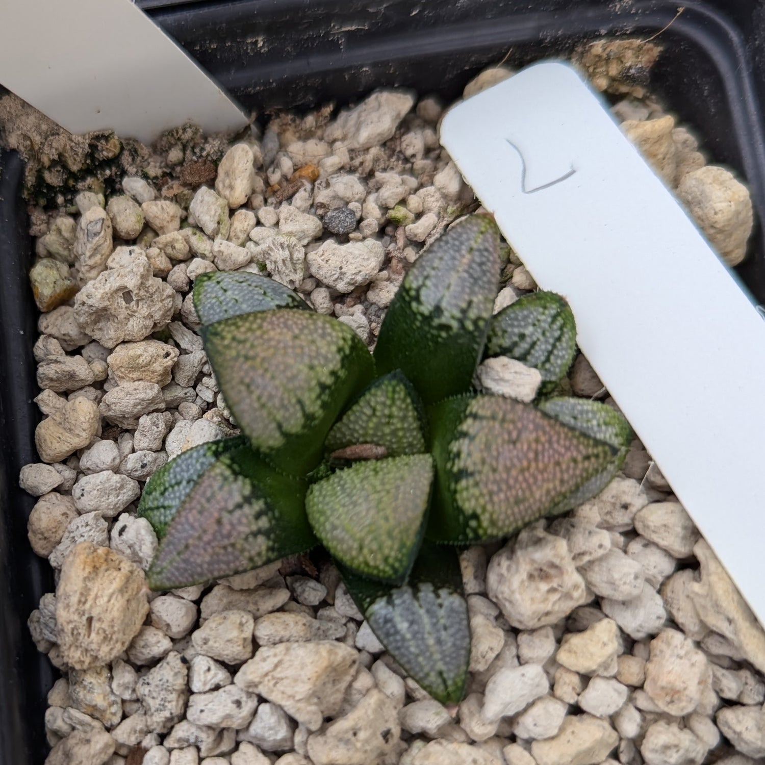 Haworthia  marxii-groenewaldii hybrid series PP556 #L