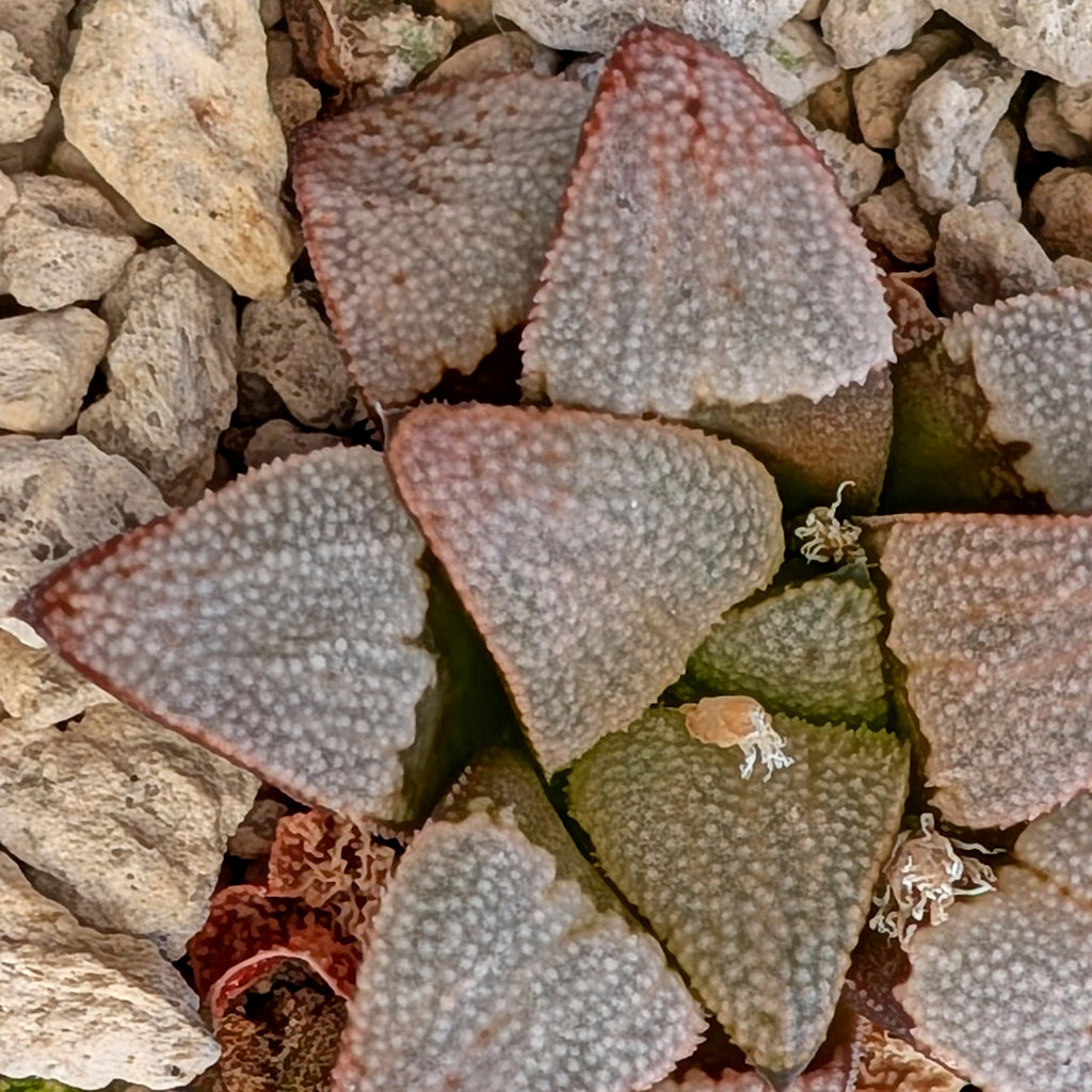 Haworthia hybrid series PP557 #13