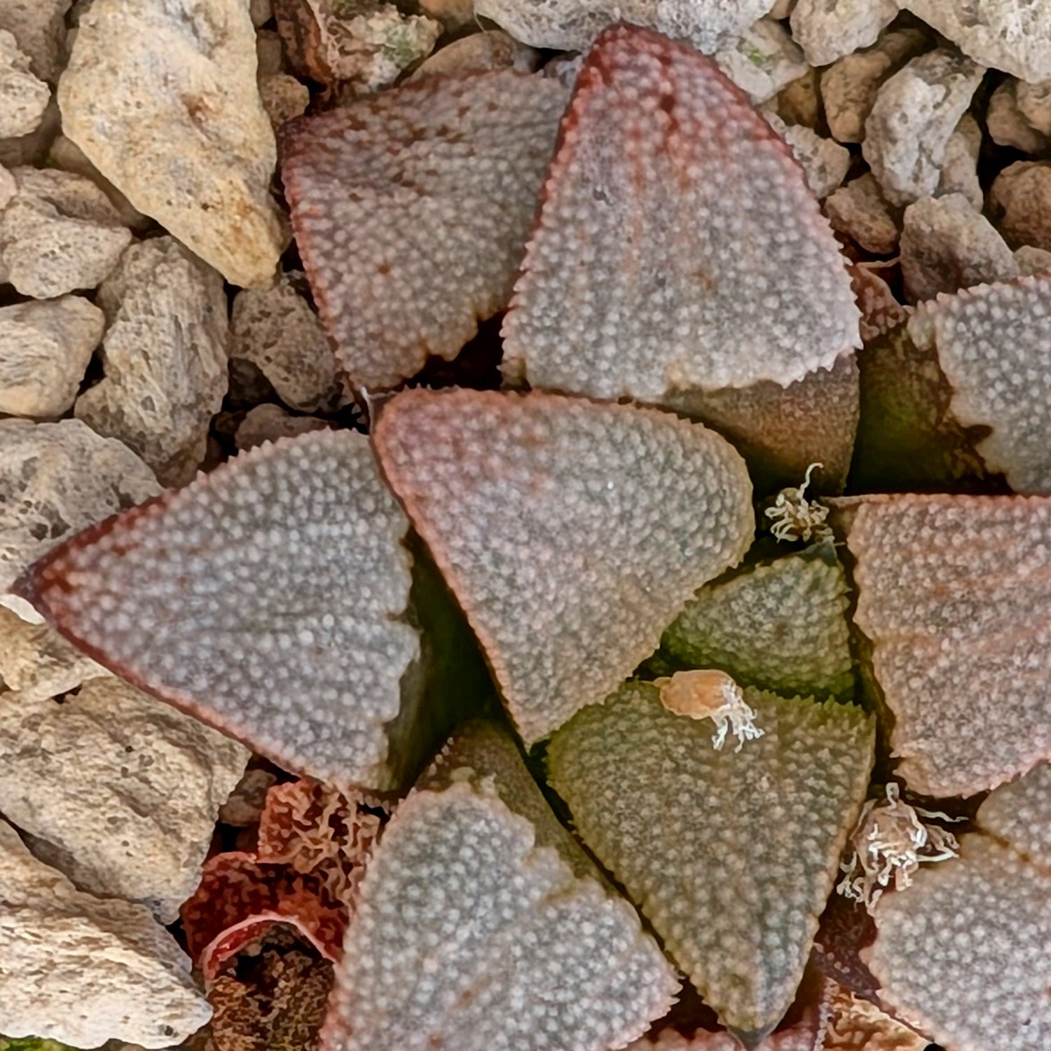 Haworthia hybrid series PP557 #13