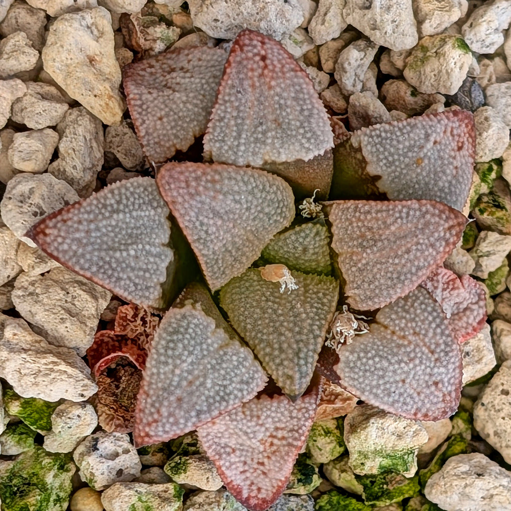 Haworthia hybrid series PP557 #13
