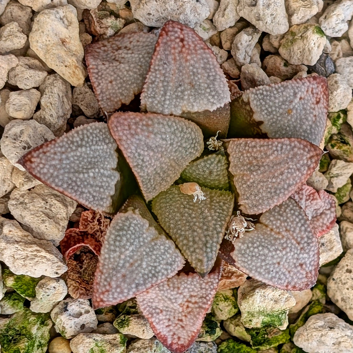 Haworthia hybrid series PP557 #13