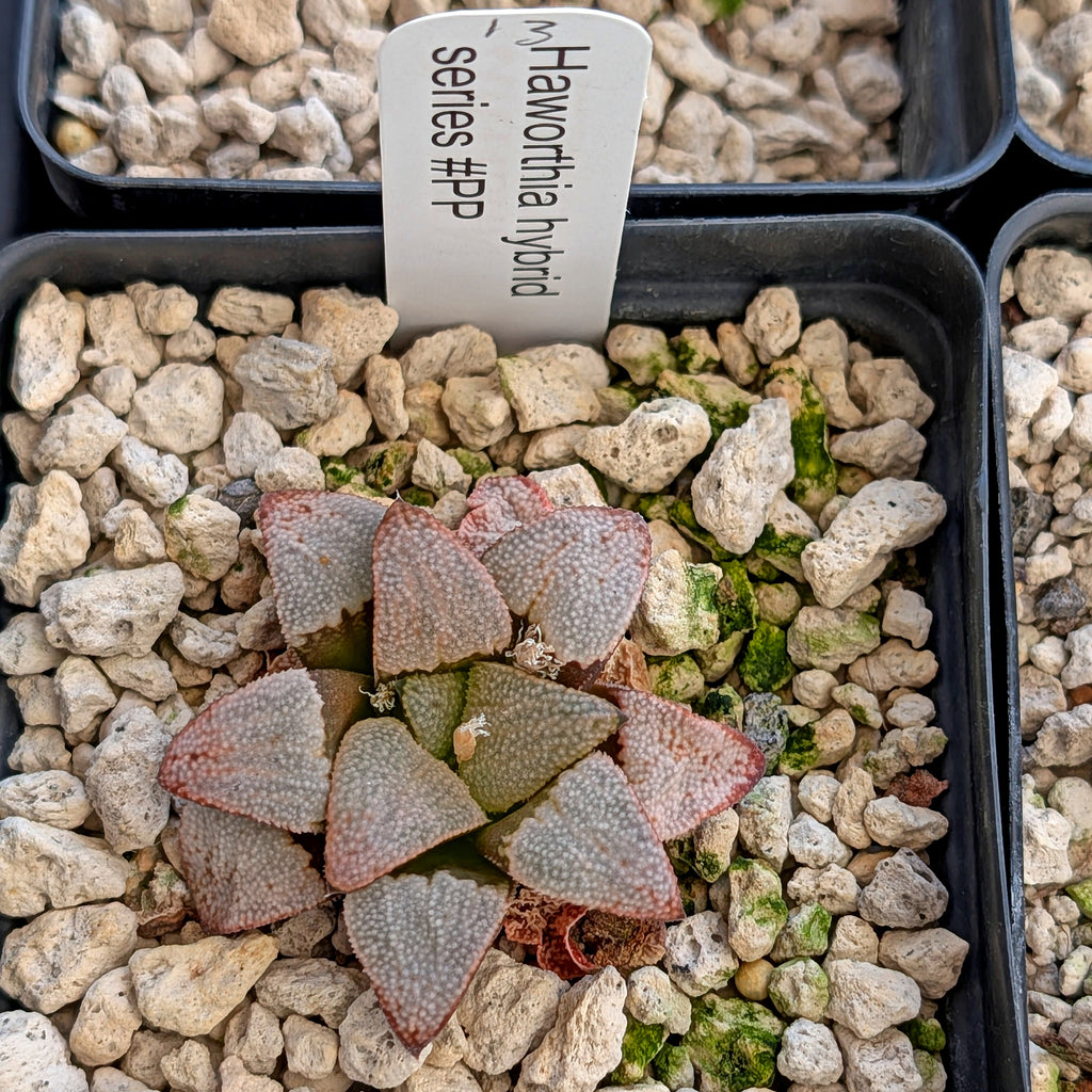 Haworthia hybrid series PP557 #13