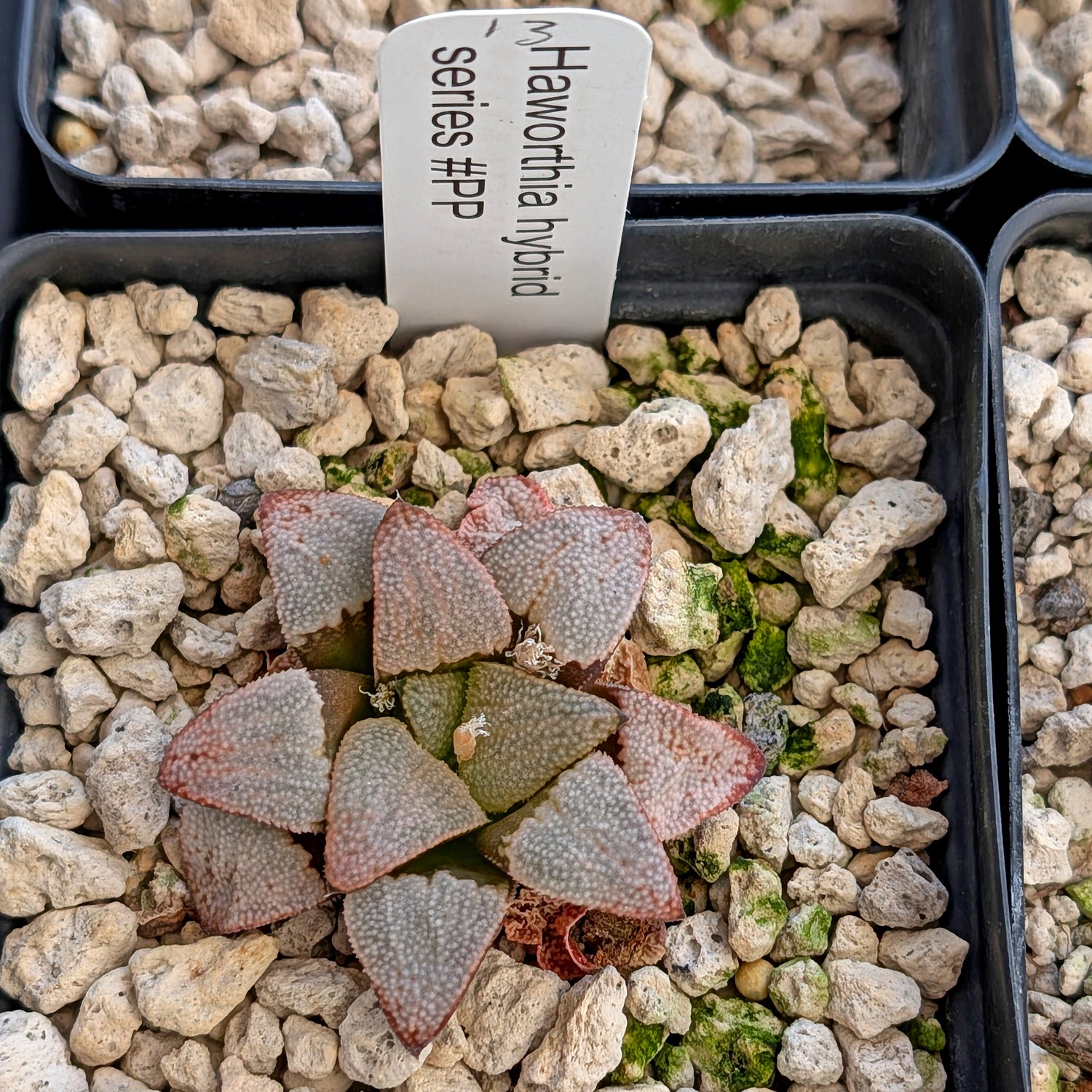 Haworthia hybrid series PP557 #13