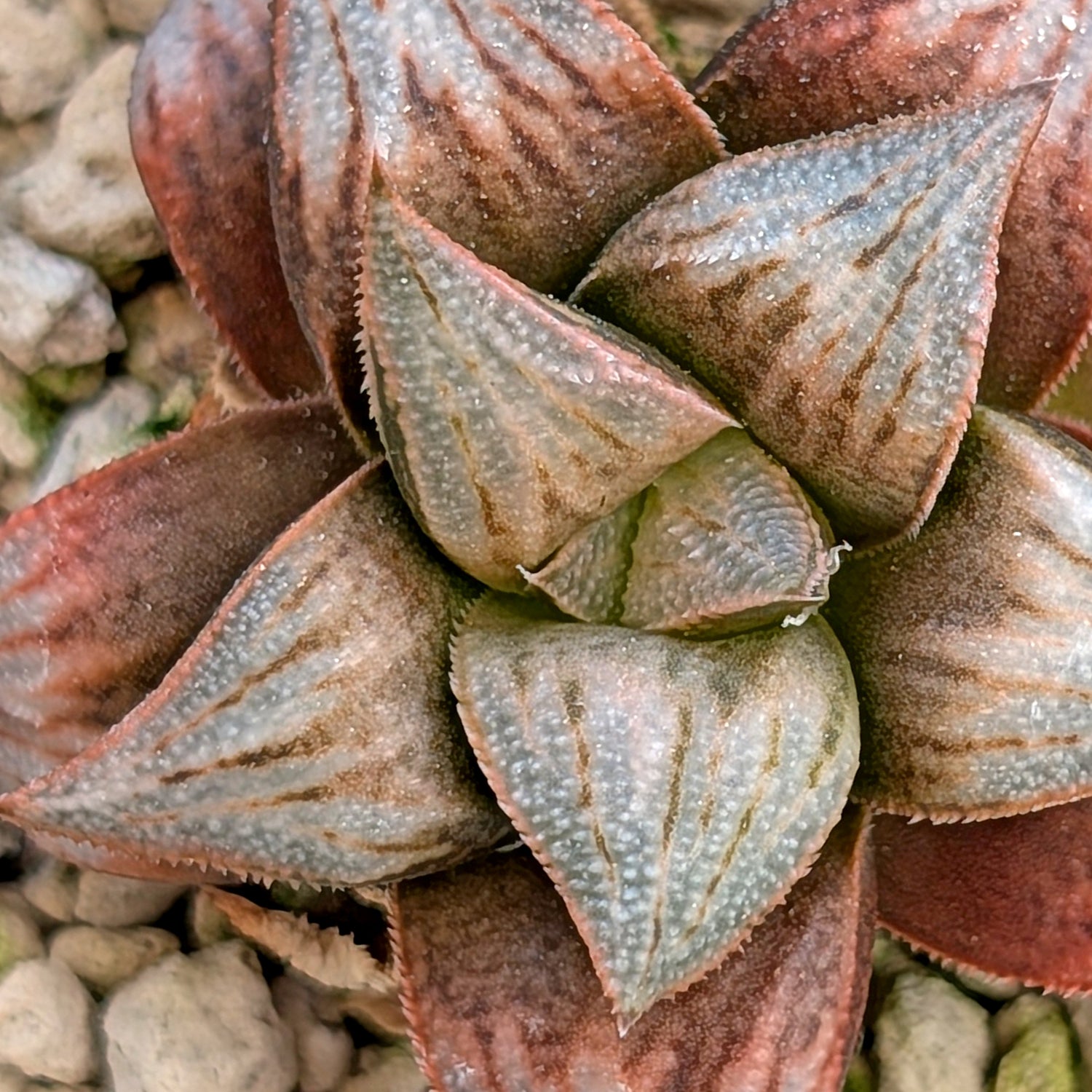 Haworthia hybrid series PP557 #7