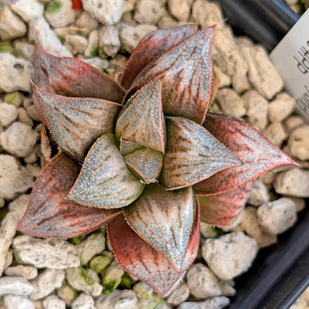 Haworthia hybrid series PP557 #7
