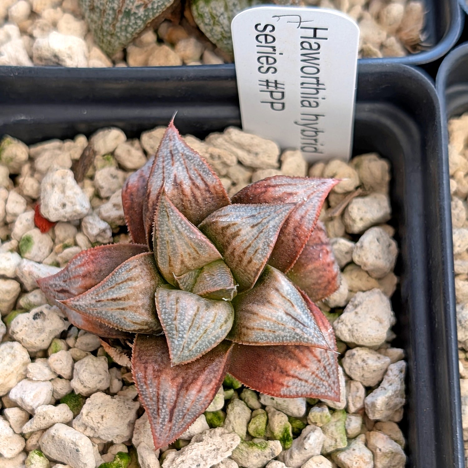 Haworthia hybrid series PP557 #7